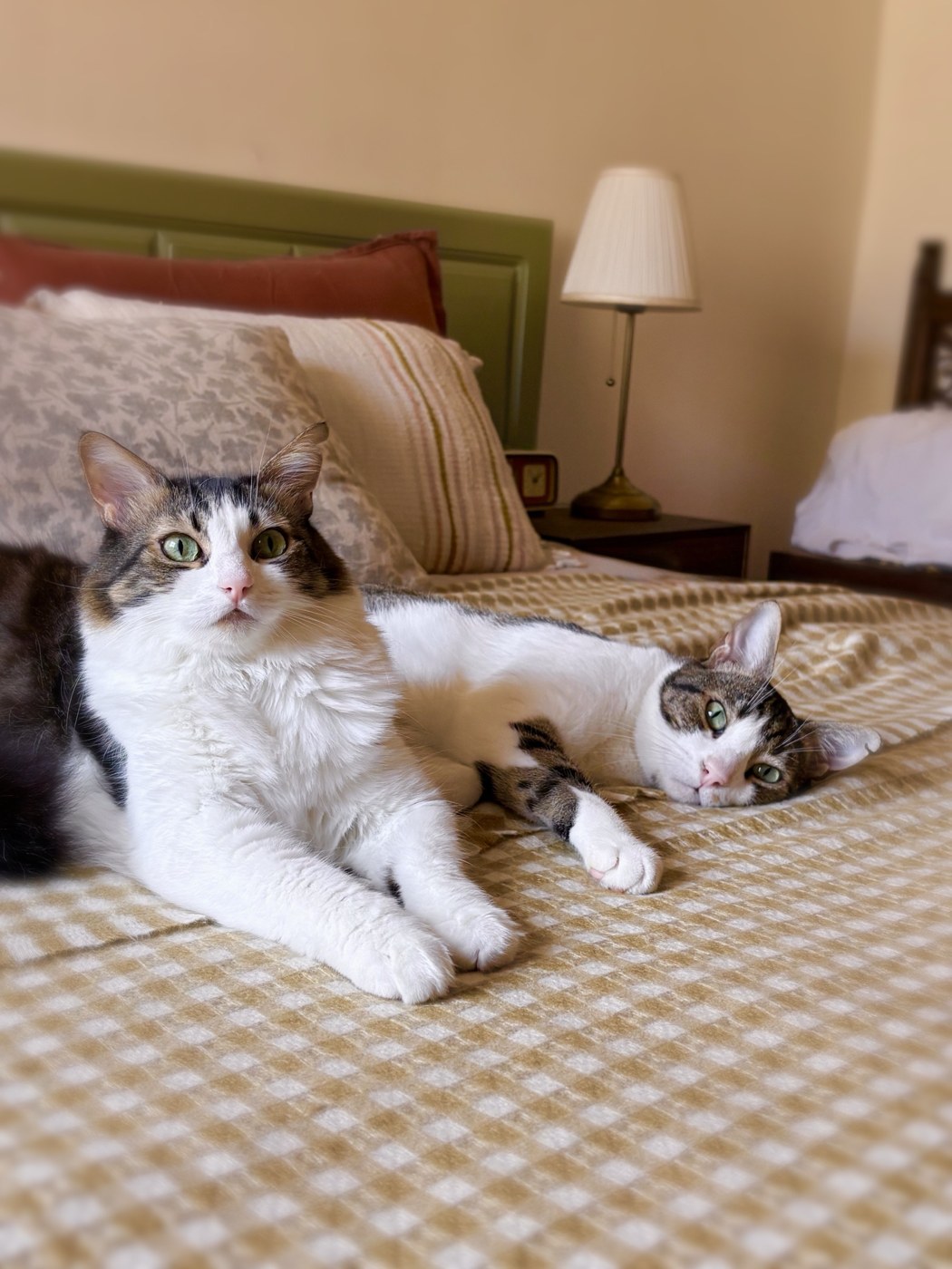 Two white-and-tabby cats relaxing on a bed