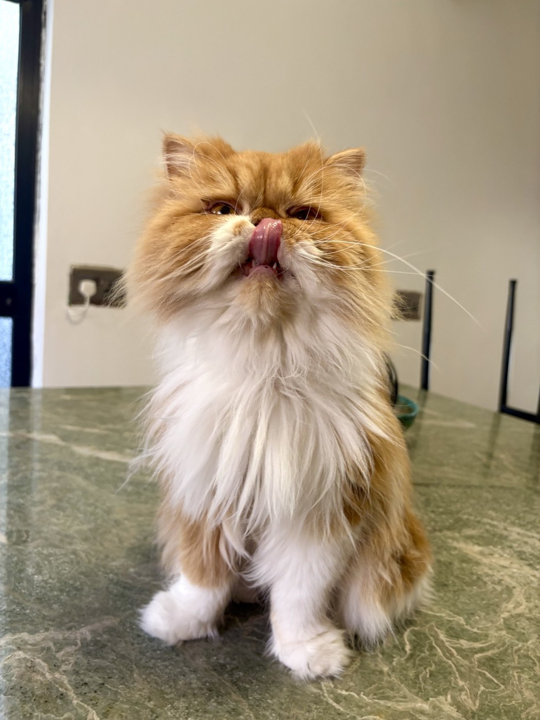 A long-haired ginger cat