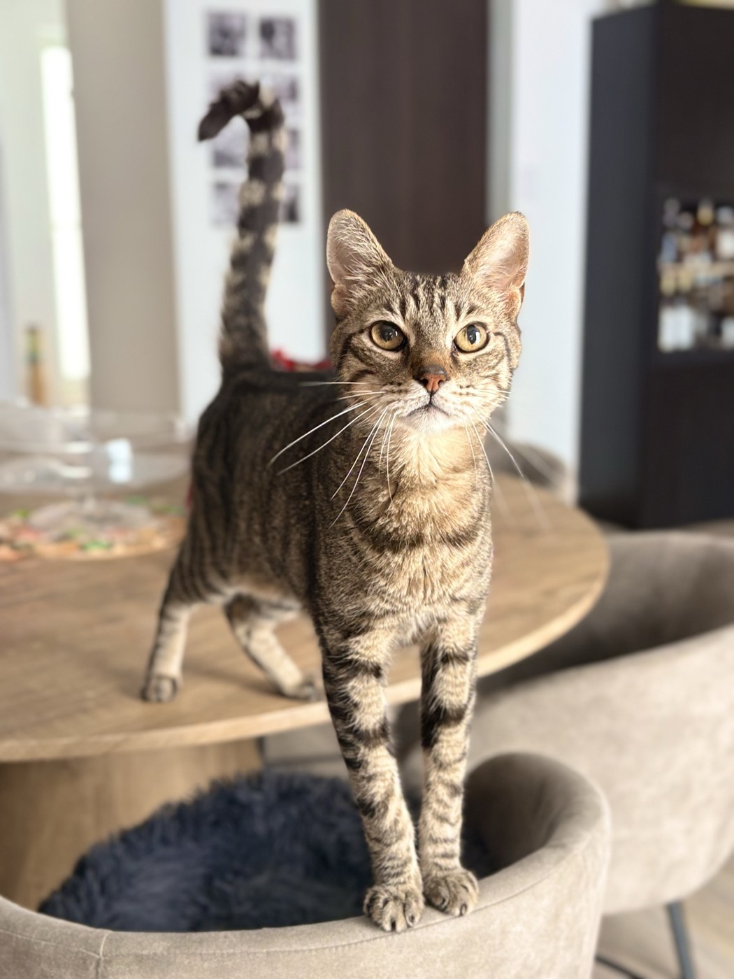 A tabby cat greeting its sitter