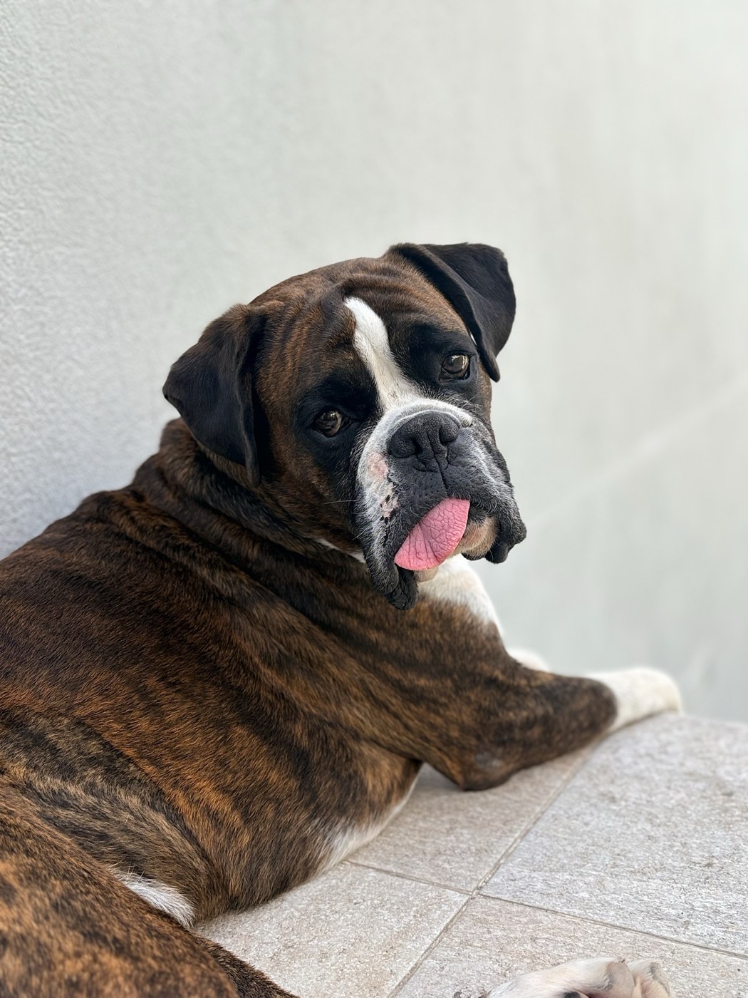 A brindle Boxer relaxing at home